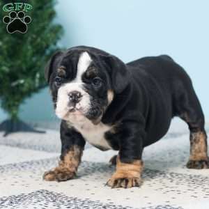 DANA, English Bulldog Puppy